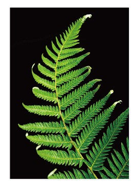 Notebook - Fern